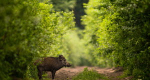 PRESSITEADE: sigade Aafrika katk ei ole kuhugi kadunud