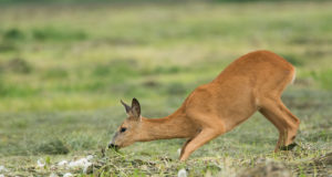 Ida-Virumaal sõitis auto kitsele otsa