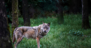 Video! Viljandi lambatalu lähedal luusis hunt