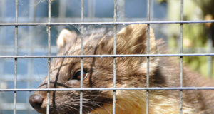 VTA arutas tõhusamaid vihjetele ja rikkumistele reageerimise võimalusi