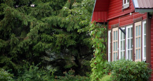 Tänasest tohib kodulinde taas õues pidada