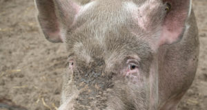 Veterinaarkeskuses jagati selgitusi Pärnumaal avastatud seakatku kohta