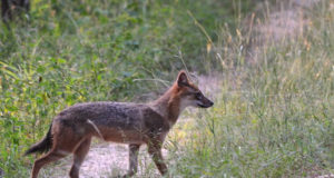 Šaakalid murravad lambaid, aga kahjutasu ei taheta maksta