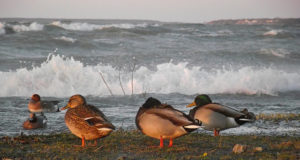 Linnugripi oht ei ole möödas