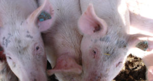 Leedu seafarmis tuvastati taas sigade Aafrika katk