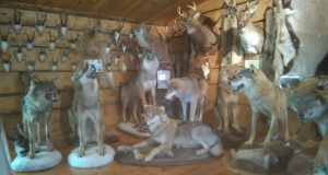 Eesti suurim hunditopiste kollektsioon tuleb kokkutulekule