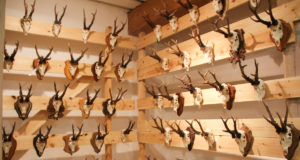 Jahiselts Bubo näitab juubeli puhul lossis uhkeid trofeesid