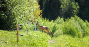 PRESSITEADE. Sokkude jooksuajal tasub liikluses ettevaatlik olla