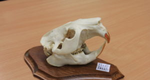 Jahimees räägib rekordilise koprakolju tagamaadest