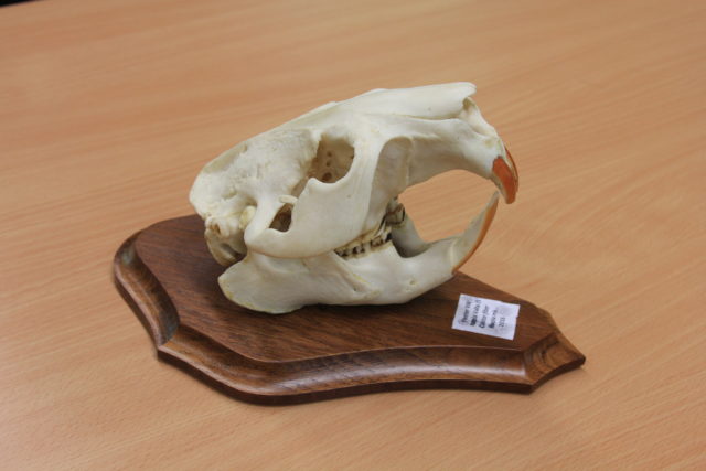 IMG_9465 IMG_9464 kopra kolju, 28,15 CIC p. Peeter Viil