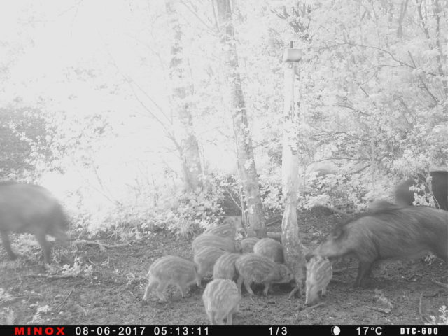 P014-256-256-256-2c020