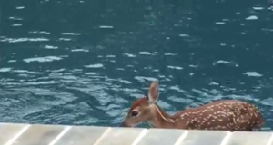 Hirvevasikas käib eramaja basseinis suplemas