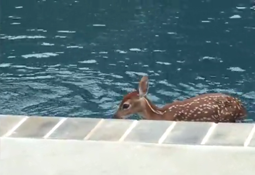 hirvetall-daily mail