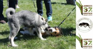 Jahikoerte esitlus kokkutulekul