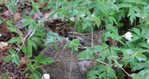 Metsloomade pojad vajavad oma vanemate, mitte inimese tuge