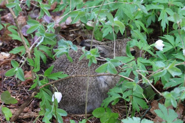 janes-foto tõnu talvi