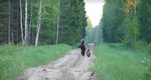 Video: Karuema nelja mõmmikuga Järvakandi metsateel mängimas