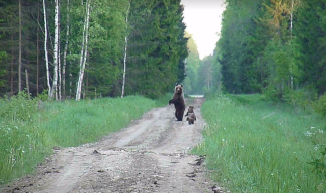 karu mõmmikutega järtsus