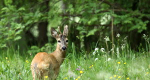 EJ2/2017: Ettepanek – loeme üle Eesti metskitsed!