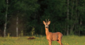 Kitsel läheb hästi, näitavad jahilimiidid