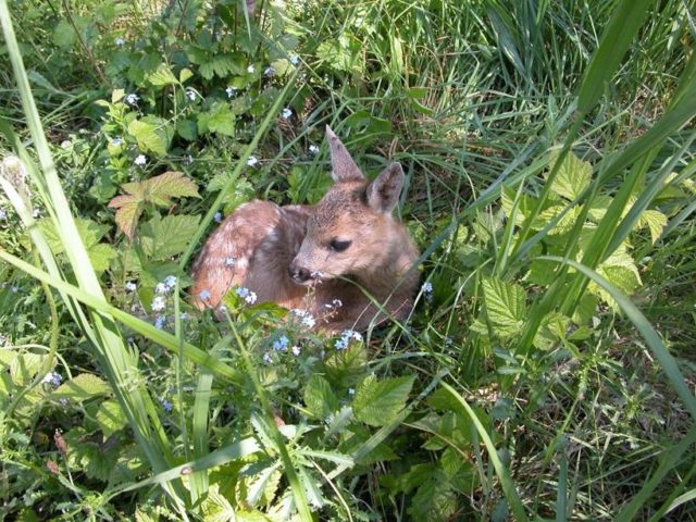 kitsetall, tõnu talvi