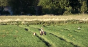 Vegan jaanid metsloomadel