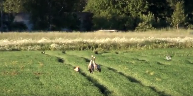 kuvatõmmis-kutijutud-rebane-kured