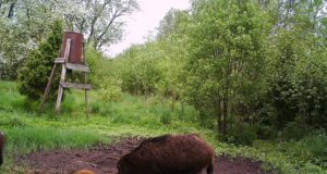 Metssigade küttimise andmed 31.07 seisuga