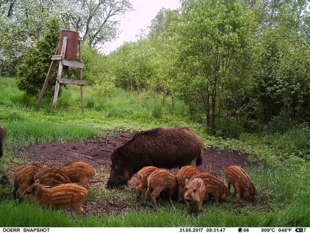 metsseapere-ivar-marist