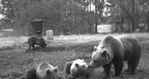 Meelespea metsas liikujale ajal, mil loomadel-lindudel on pojad