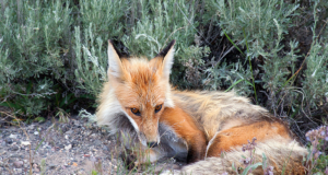 Loomade abistamine muutus lihtsamaks