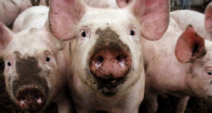 Kahes Poola seafarmis tuvastati sigade Aafrika katk