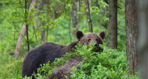 Ida-Virumaa sai karu küttimiseks eriloa