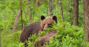 Saaremaal on üle mitmekümne aasta karu nähtud