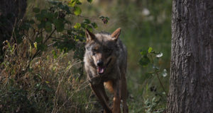Keskkonnaamet kinnitas hundi esmaseks küttimismahuks 74 isendit