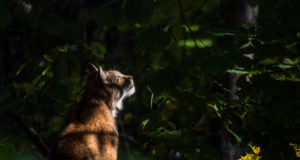 Ilveseid jääb metsades järjest vähemaks