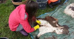 EJS ostab kokku põdra- ja hirvenahku