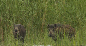 EJ 3/2018: Sigade Aafrika katkust