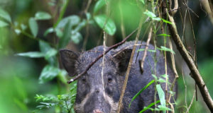 Tšehhis on leitud juba pea 100 seakatku nakatunut