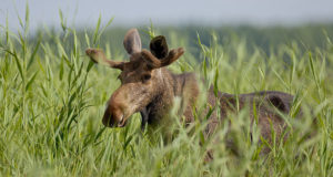 Septembris-oktoobris kütitud põtrade vanuste määramine ja bioproovide kogumine Tartus