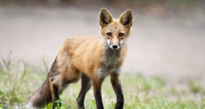 VTA sõlmis EJSiga marutaudi uurimiseks uue lepingu