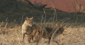 Šaakali küttimisaega nihutatakse paar kuud ettepoole