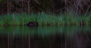 Nugade testimise koolitus kopranülgimise näitel
