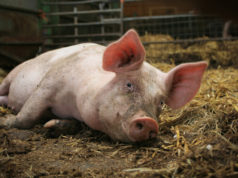 Harjumaal Kiili vallas OÜ Pihlaka Farmis olnud sead on hukatud
