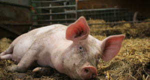 Harjumaal Kiili vallas OÜ Pihlaka Farmis olnud sead on hukatud