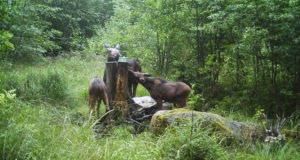 Piltuudis: Tublimad vasikad vahetavad juba beebikarva välja