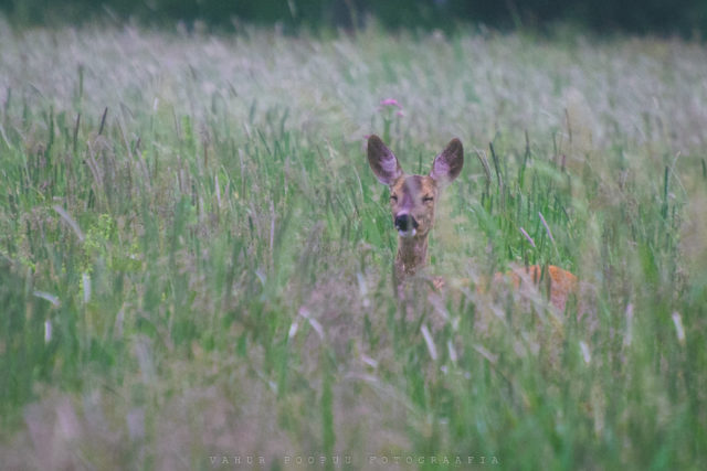 Vahur-poopuu-kitseke_6043
