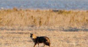 Keskkonnaminister muutis šaakalijahi eeskirja