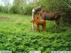 Valmis põdralehm Kertu liikumiste animatsioon. Uuendatud!