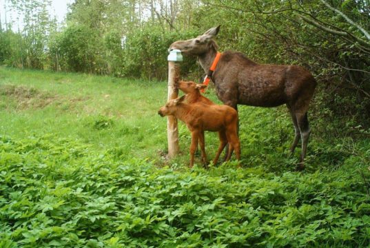 Valmis põdralehm Kertu liikumiste animatsioon. Uuendatud!
